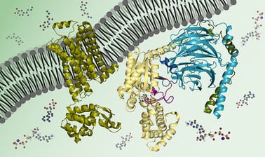 A diagram of various complex biochemical molecules